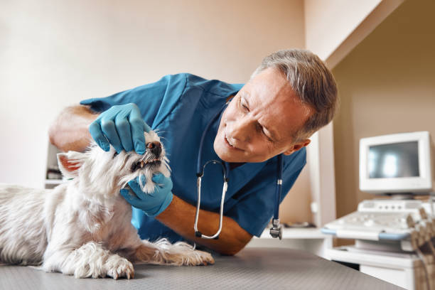 Best Emergency Treatment for Dental Infections or Abscesses in Lipatria, CA